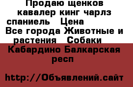 Продаю щенков кавалер кинг чарлз спаниель › Цена ­ 40 000 - Все города Животные и растения » Собаки   . Кабардино-Балкарская респ.